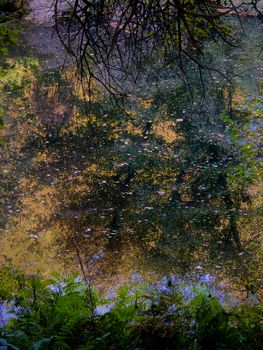 Serene reflection of autumn leaves in a river surrounded by lush vegetation in Pontevedra, Spain.