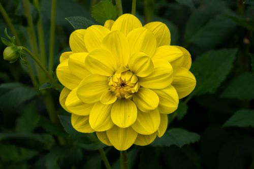 Free Close-up of a vibrant yellow dahlia flower, showcasing its symmetrical petals in an outdoor garden setting. Stock Photo