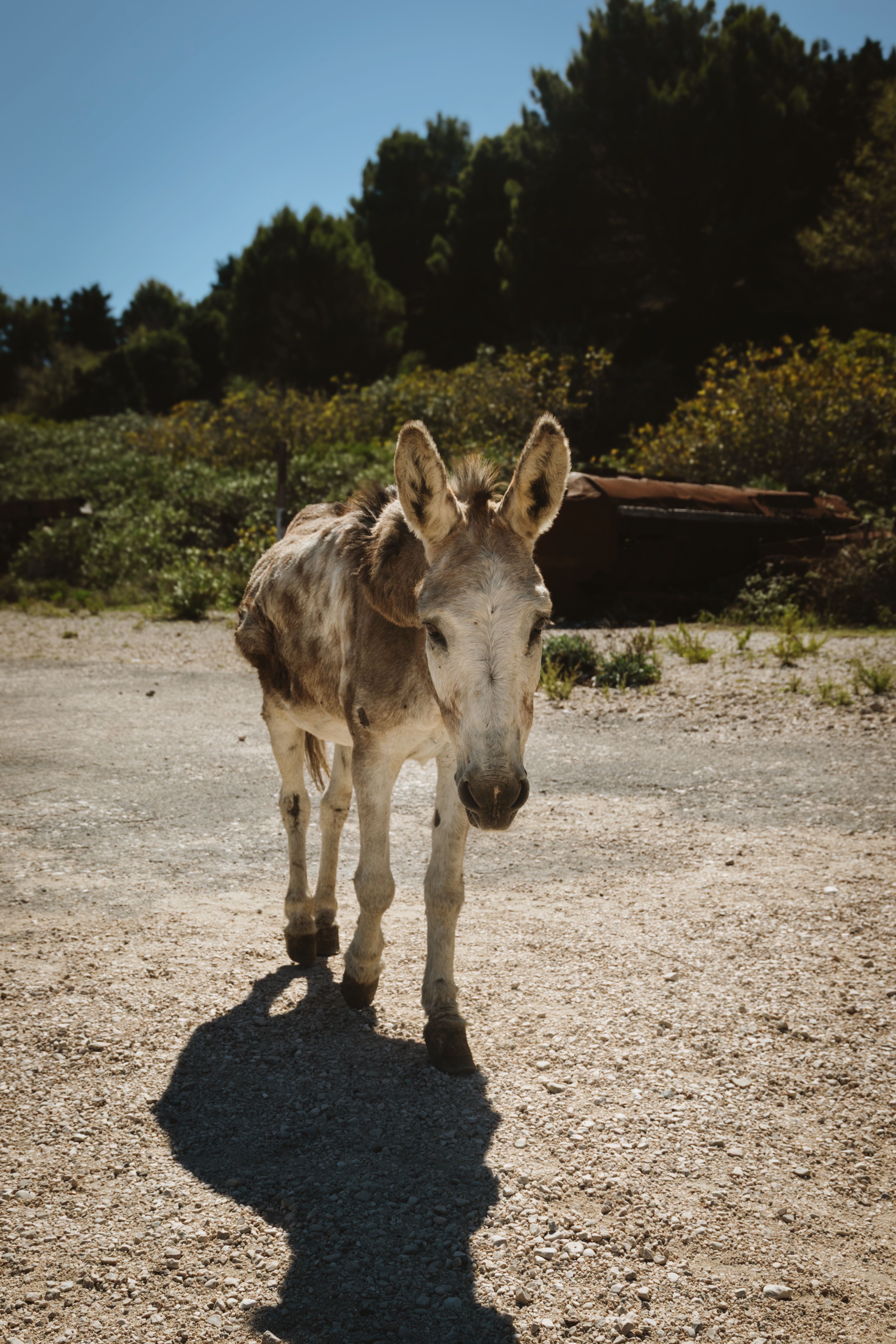 1.000+ Donkey Overload Bilder und Fotos · Kostenlos Downloaden · Pexels ...