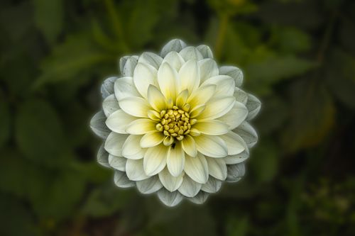 Free Beautiful close-up view of a white and yellow dahlia in full bloom with detailed petals. Stock Photo