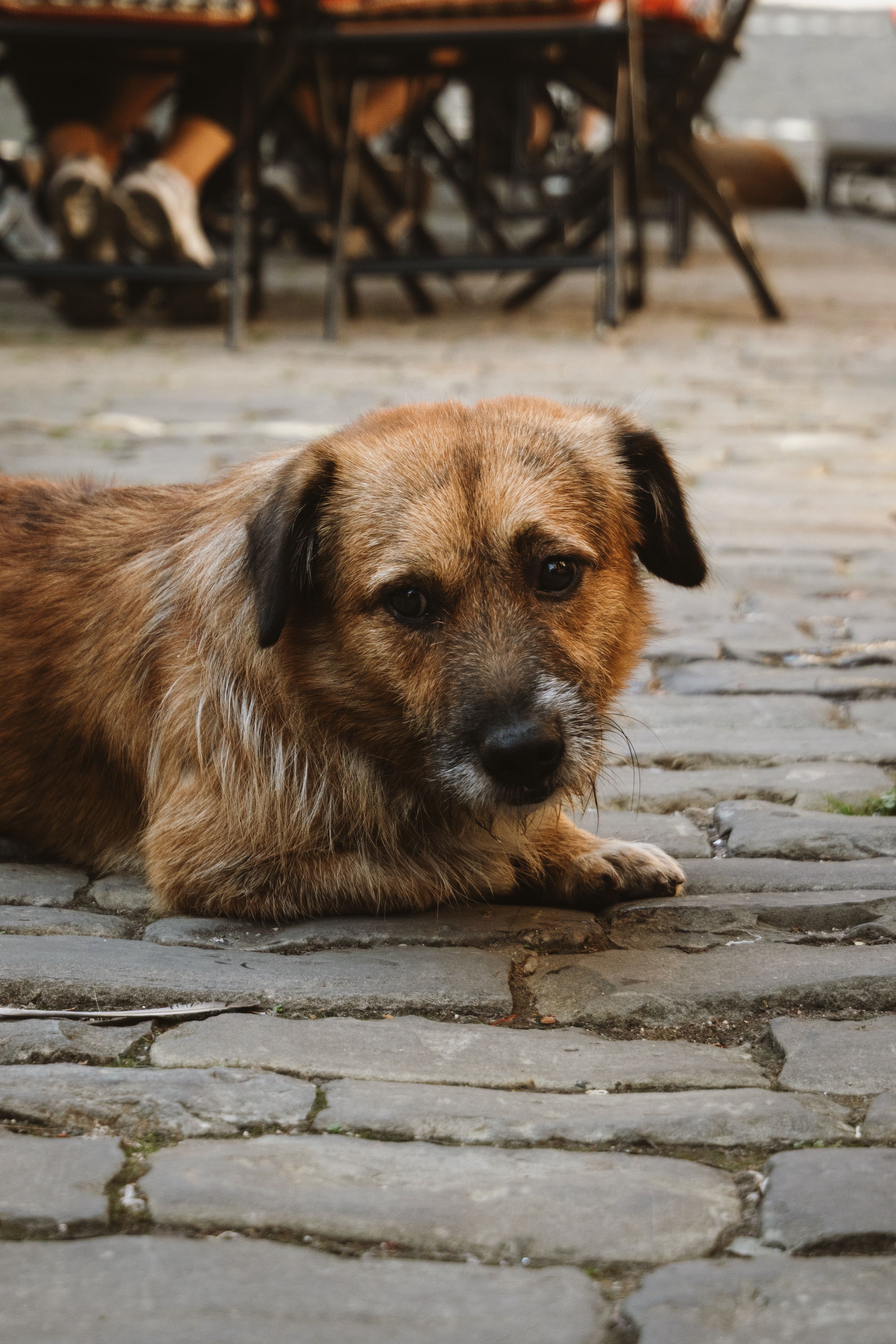 Arthritis in Dogs: Early Signs and Treatment Options