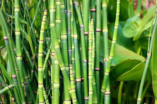 green bamboo stalks