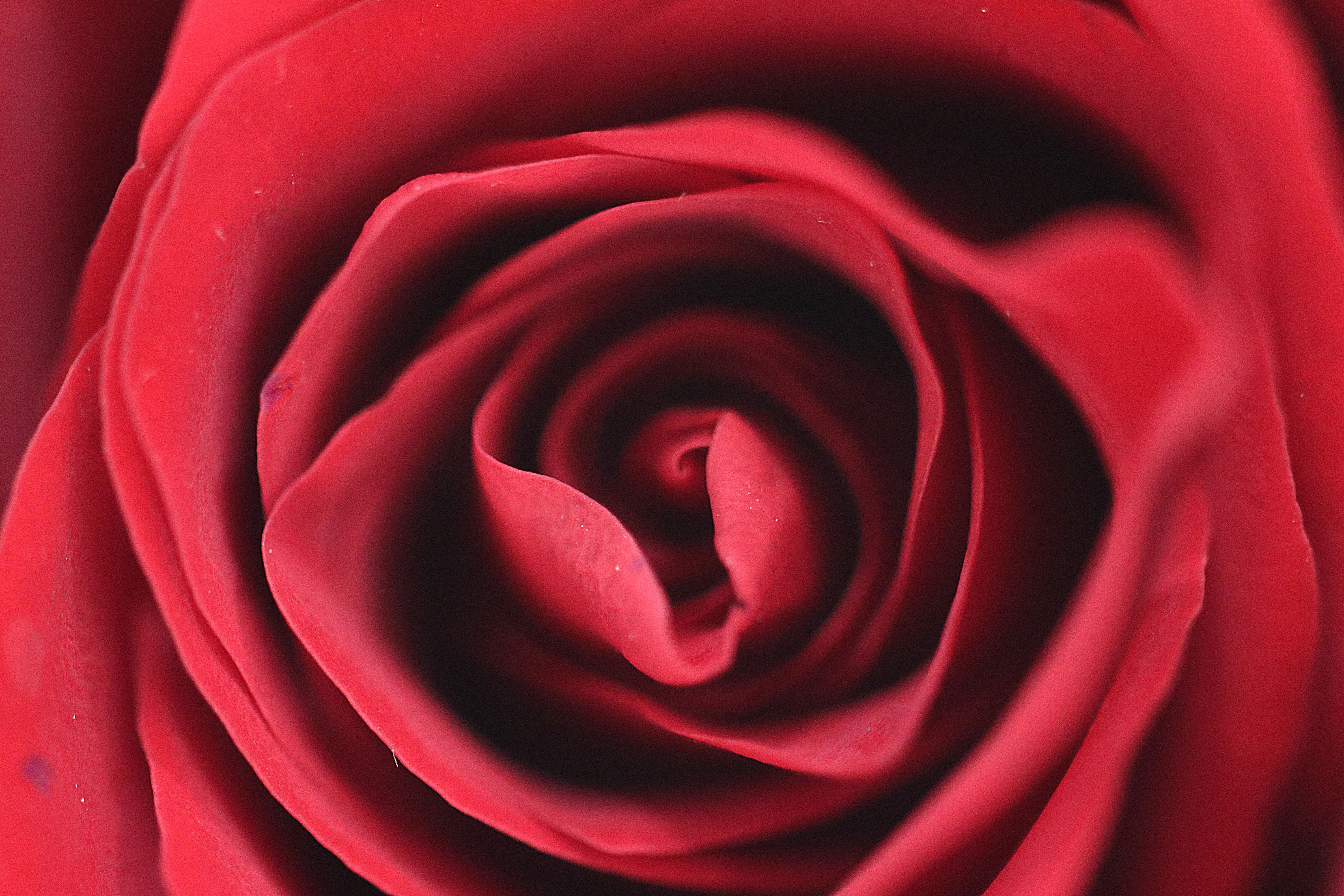 Macro Shot of a Vibrant Red Rose Petals · Free Stock Photo