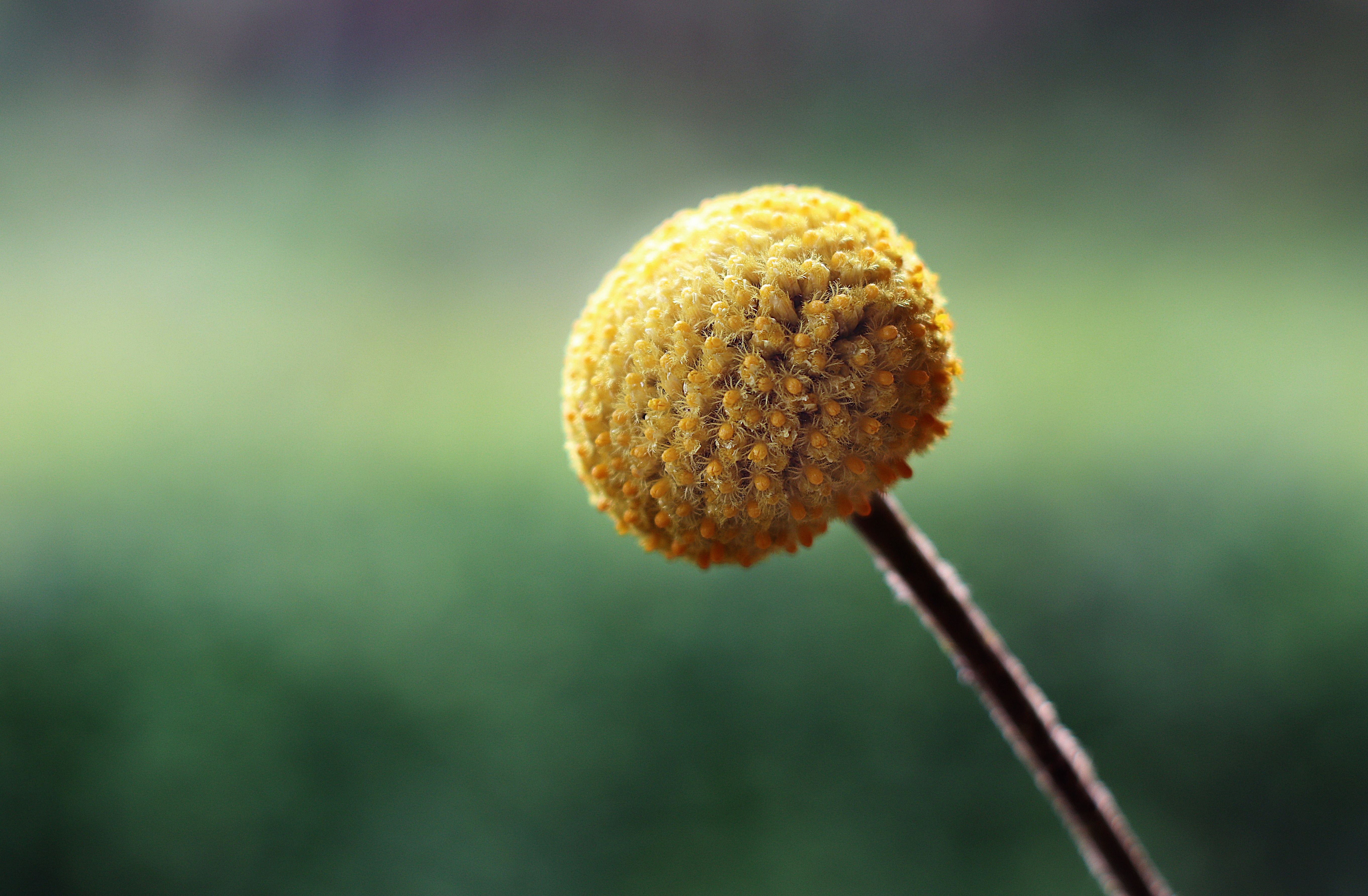 Buzz button flower close-up
