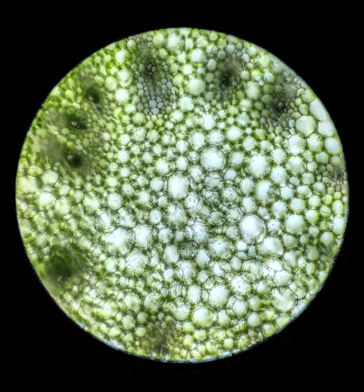 cell biology