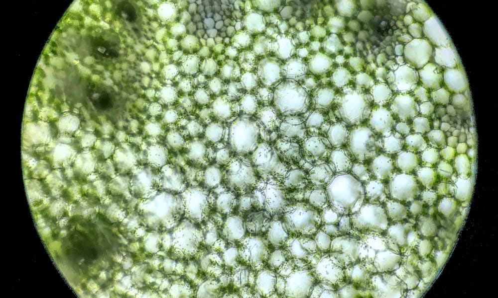 Genetic linkage and recombination visualization