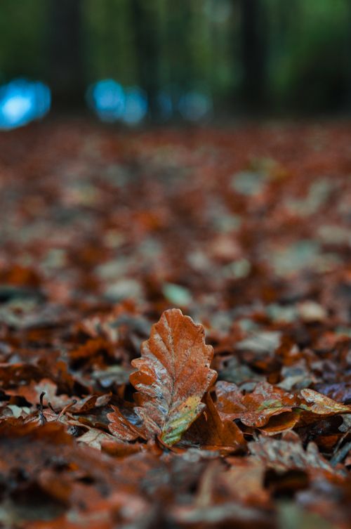 Free Detailed image of an oak leaf on a forest floor, capturing the essence of autumn with vibrant colors. Stock Photo