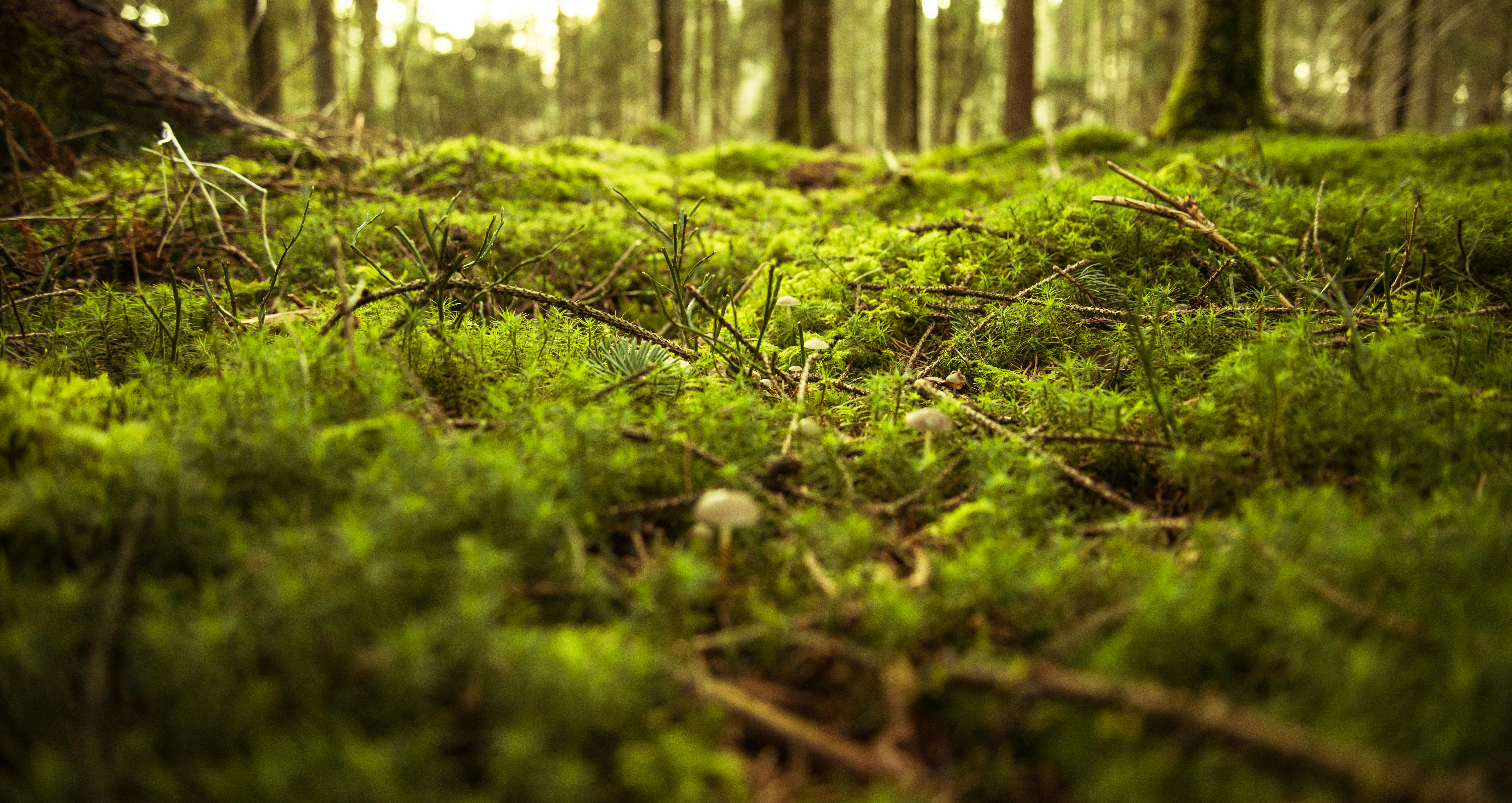 Green Forest Photos, Download The BEST Free Green Forest Stock Photos & HD  Images