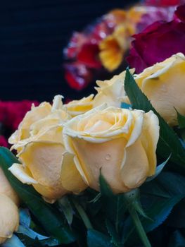 Close-up of fresh yellow roses with dewdrops, showcasing vibrant colors and lush green leaves.