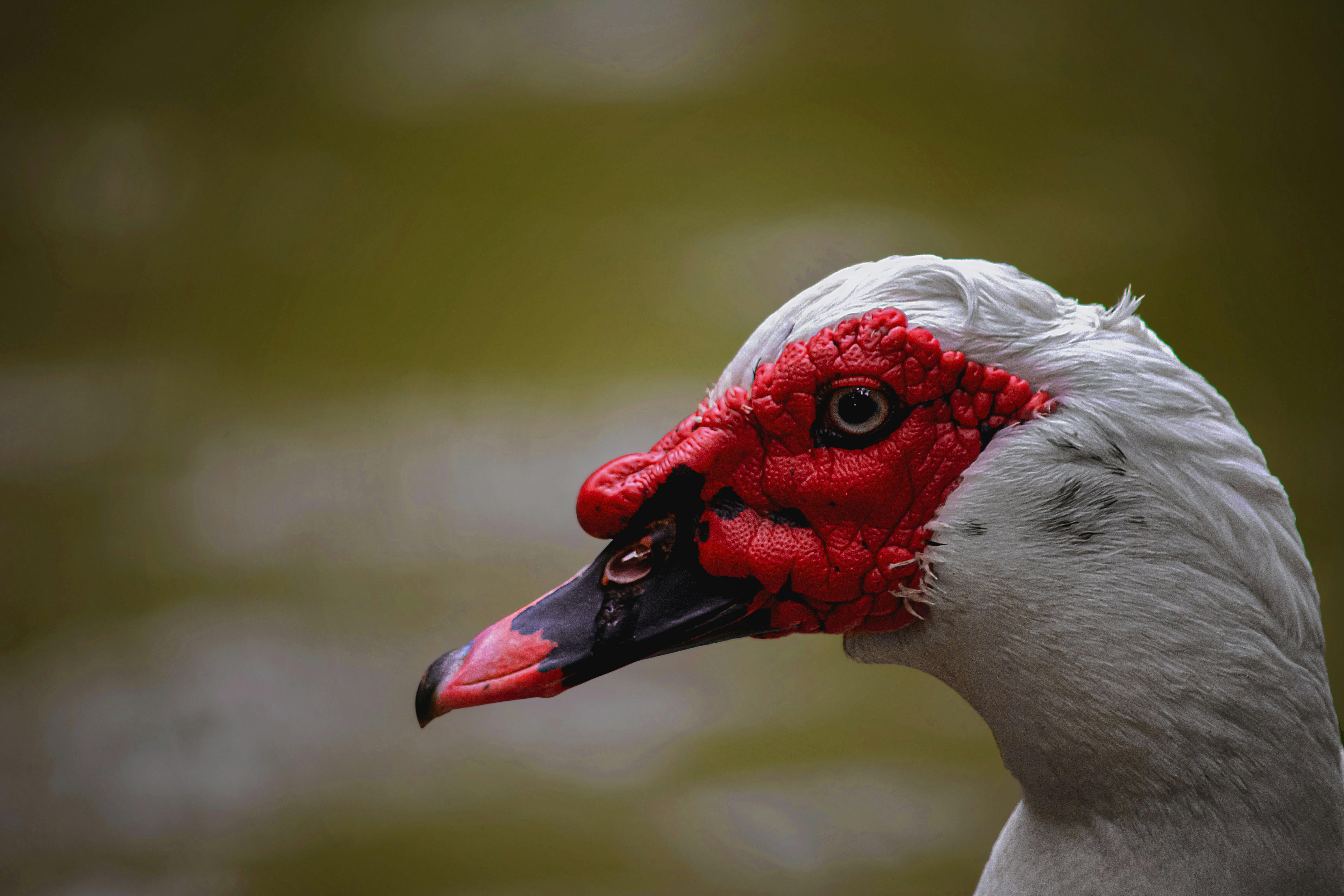 A detailed portrait of a Muscovy duck with a distinctive red face.