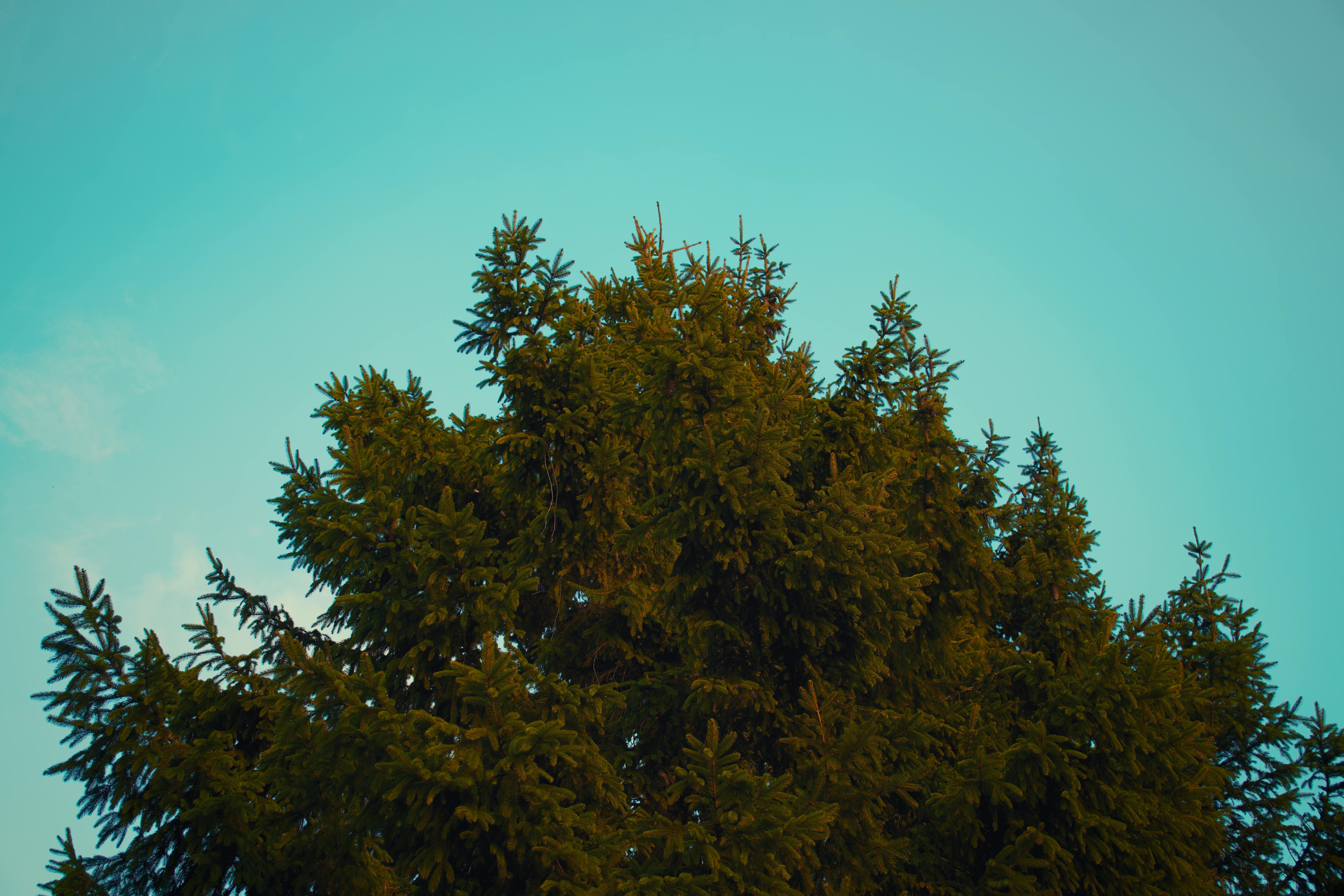 Gratuit Un majestueux arbre à feuilles persistantes capturé d'en bas contre un ciel bleu clair, mettant en valeur la beauté de la nature. Photos