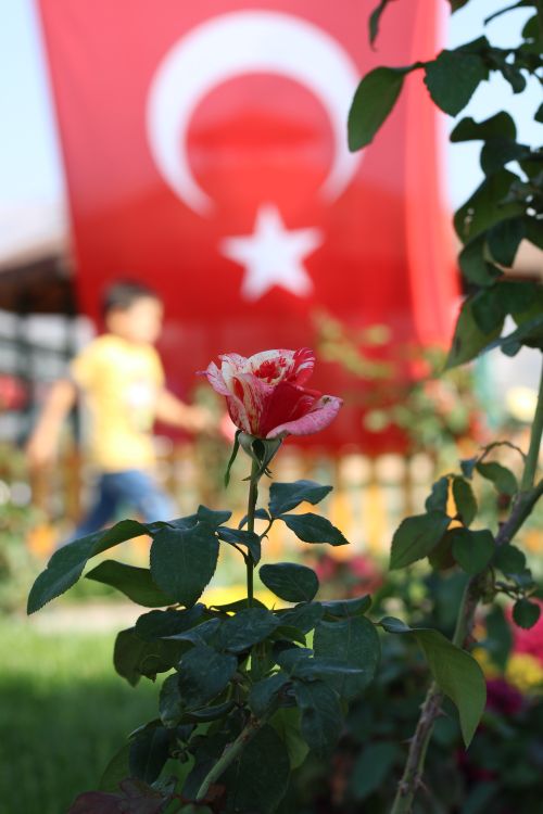 Free Türk Bayrağı, Çocuk ve Çiçek Stock Photo