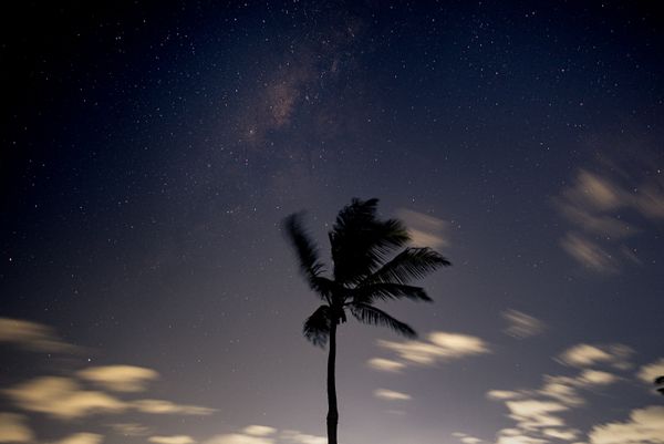 Palm Tree Silhouette Against Starry Night Sky · Free Stock Photo
