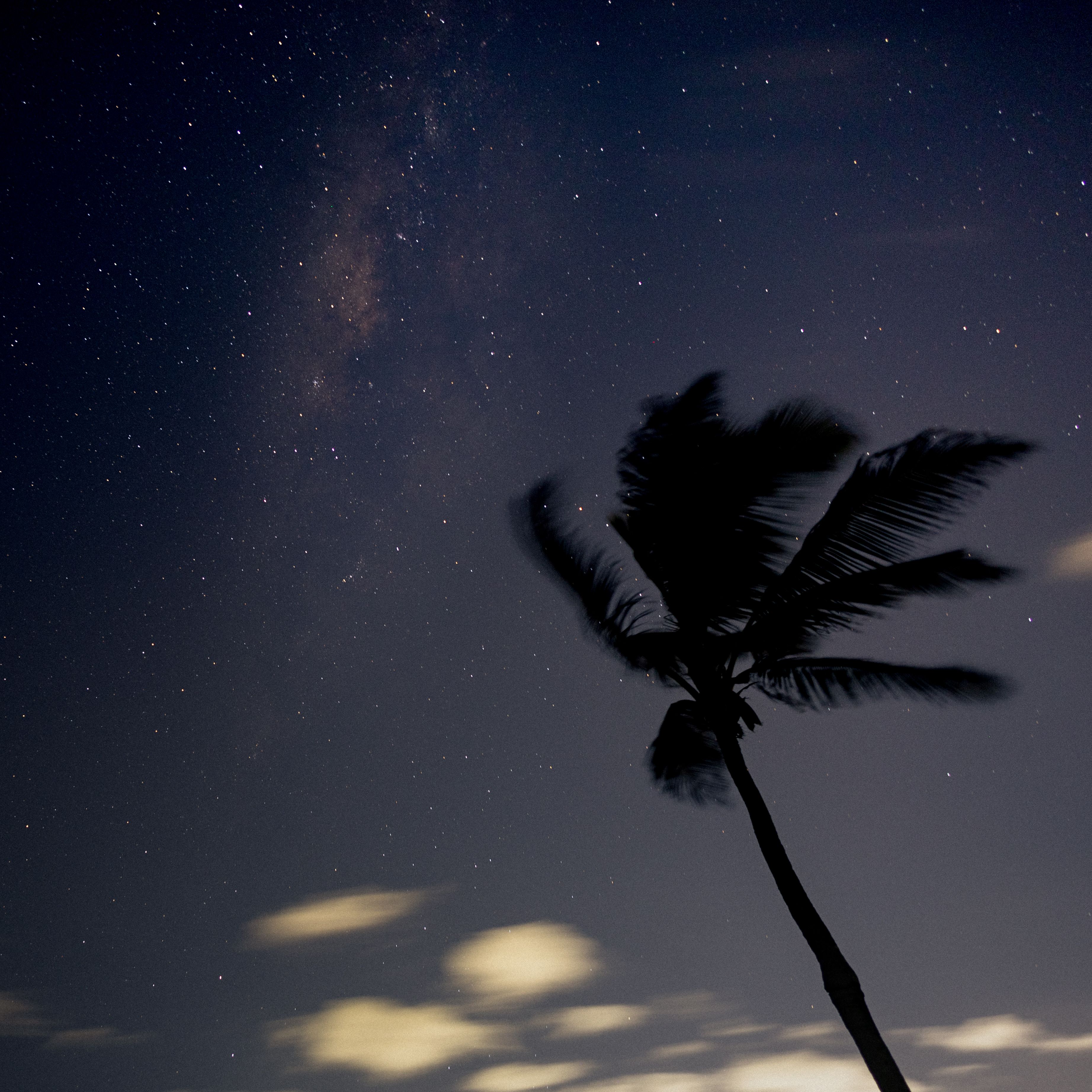 Palm Tree Silhouette Against Starry Night Sky · Free Stock Photo