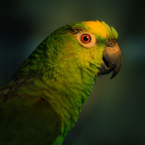 Free Close-up of a vibrant green parrot with detailed feathers, captured in dramatic lighting. Stock Photo