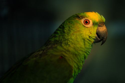 Free Close-up shot of a vibrant green parrot with striking feathers. Stock Photo