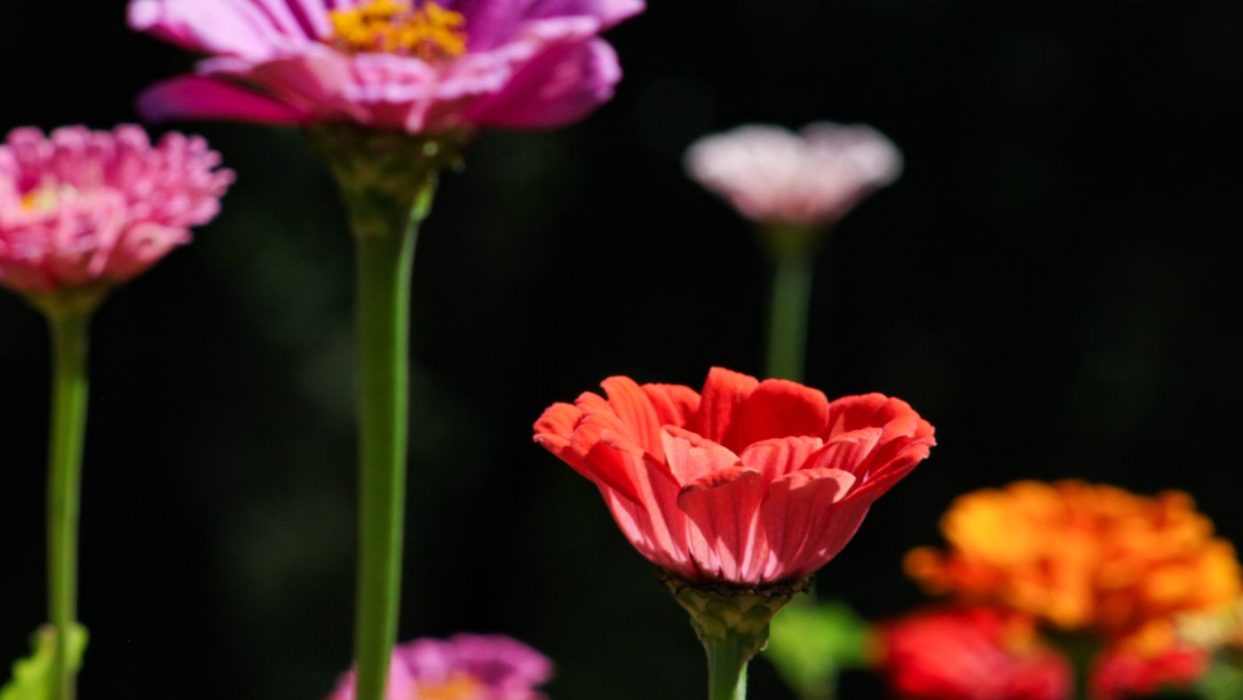 Colourful zinnia flowers in a garden