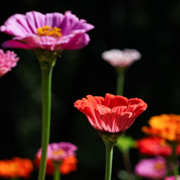 Cut Flower Seed Collection