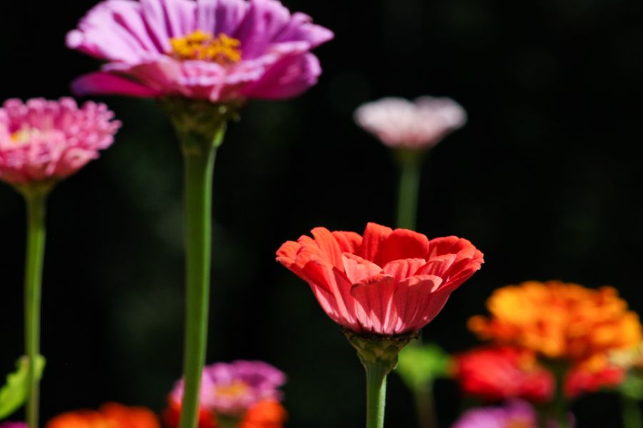How to Grow Zinnias for Endless Cut Flowers
