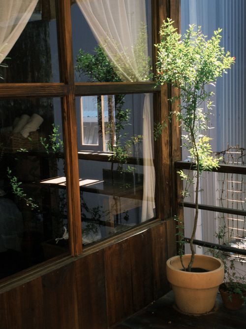 Free Potted plant basking in sunlight on a wooden balcony with curtains and reflections. Stock Photo