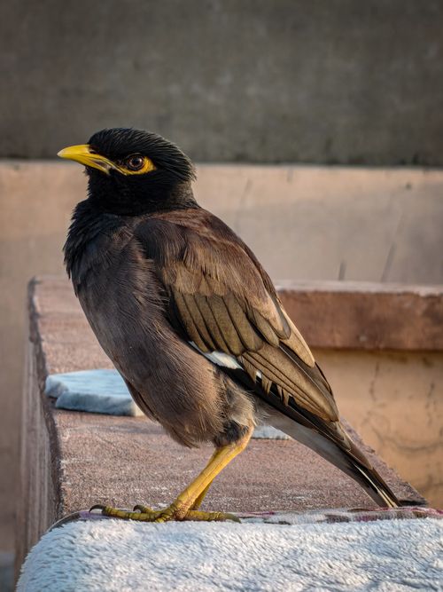 Free A Common Myna (Acridotheres tristis) standing on a stone surface, showcasing its distinctive yellow eye patches. Stock Photo