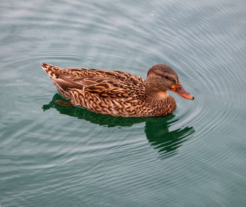 Free A detailed image of a female mallard duck (Anas platyrhynchos) gracefully gliding across a serene pond. Stock Photo