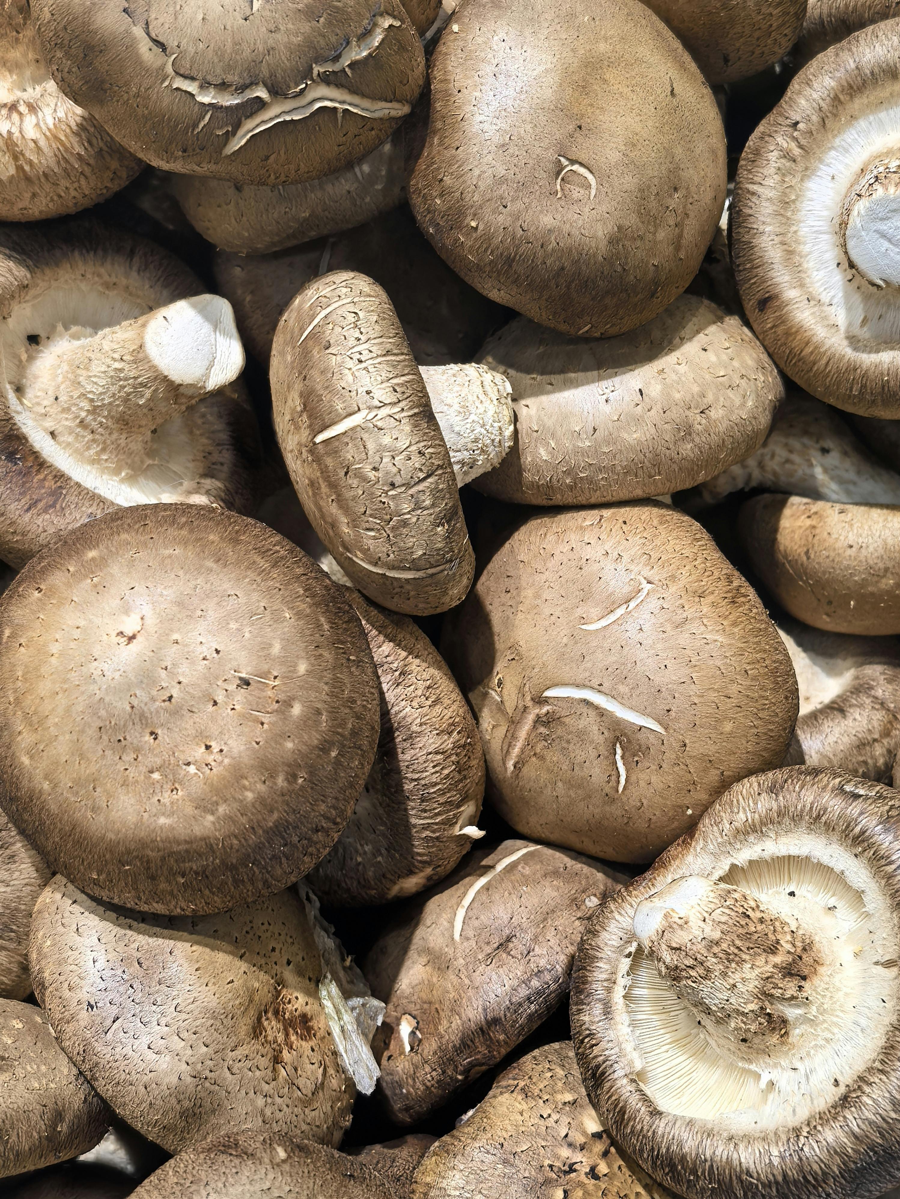 If You'd Like To Be Successful In Ingredient Suppliers From China, Listed Below Are 5 Invaluable Things To Know