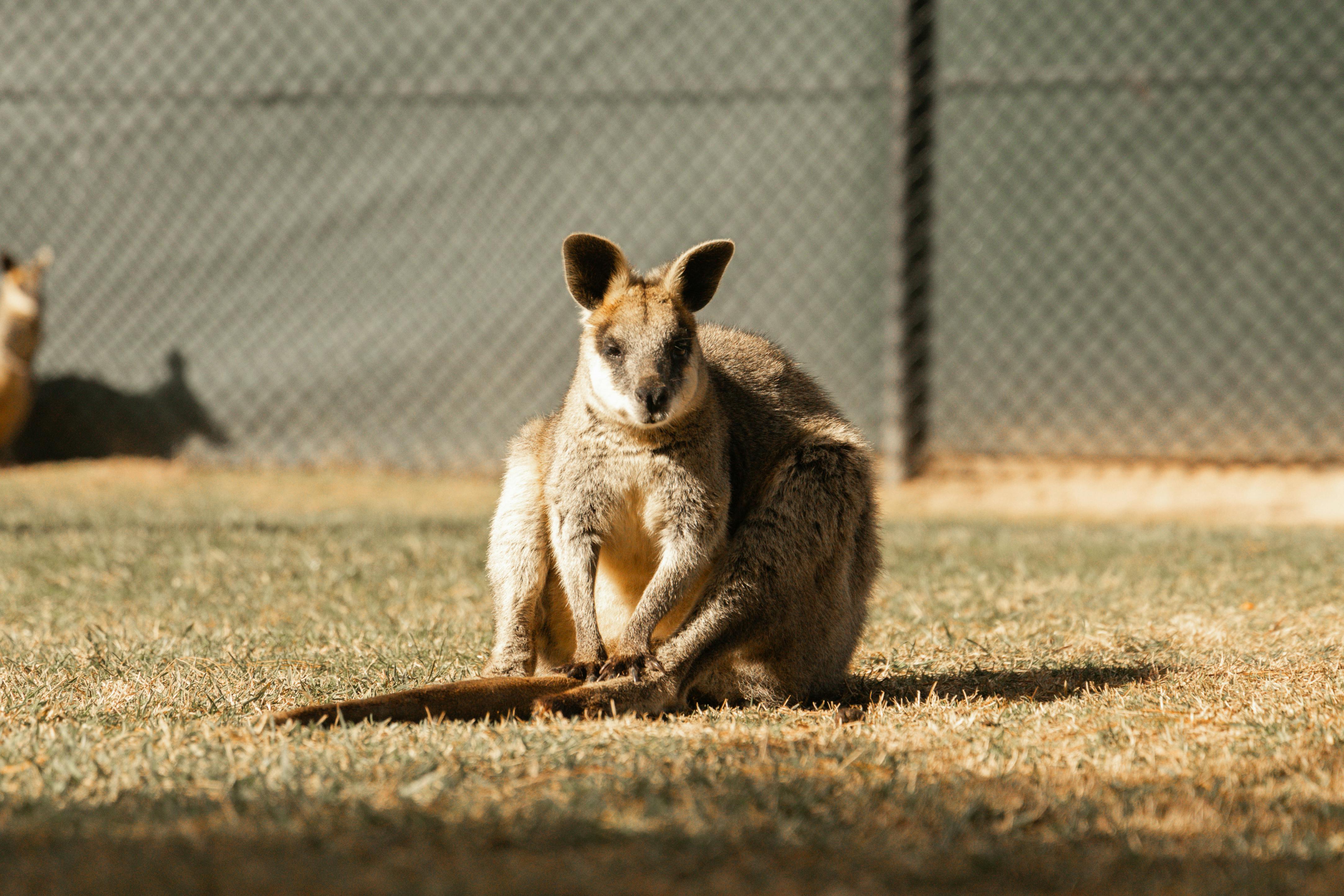 A calm wallaby sits on the grass at Canberra Zoo, Australia, featuring natural sunlight and a serene background.