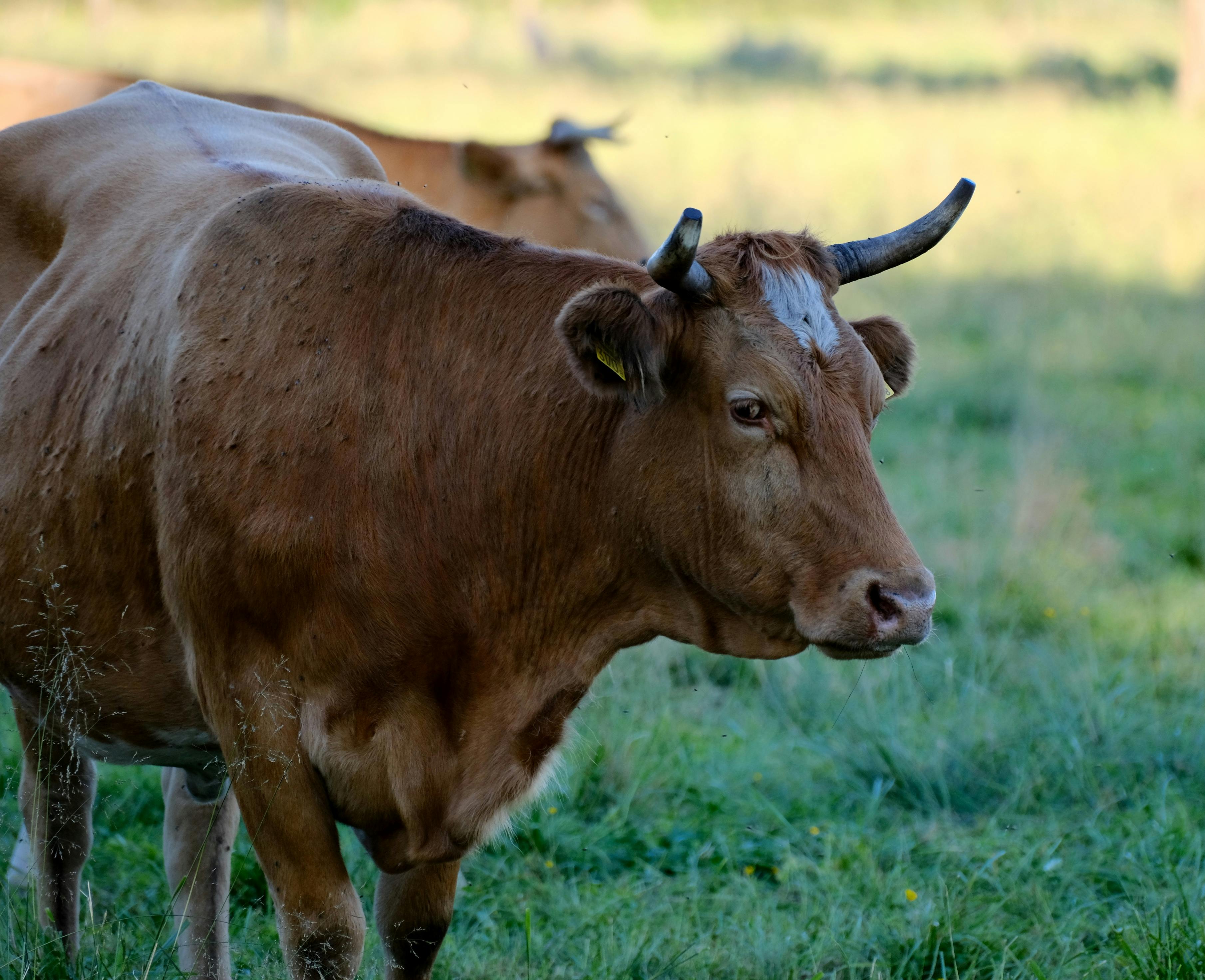 Gratuit Gros plan de bovins à cornes brunes paissant dans un pâturage ensoleillé pendant la journée. Photos