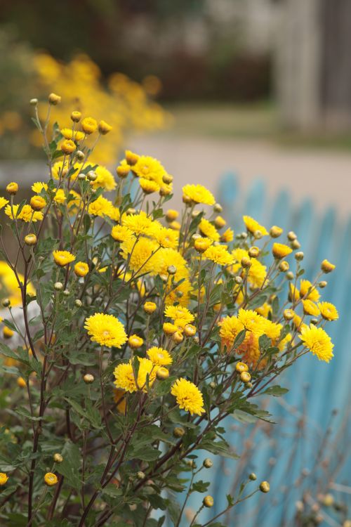 Free Cluster of bright yellow chrysanthemums blooming by a blue fence. Stock Photo