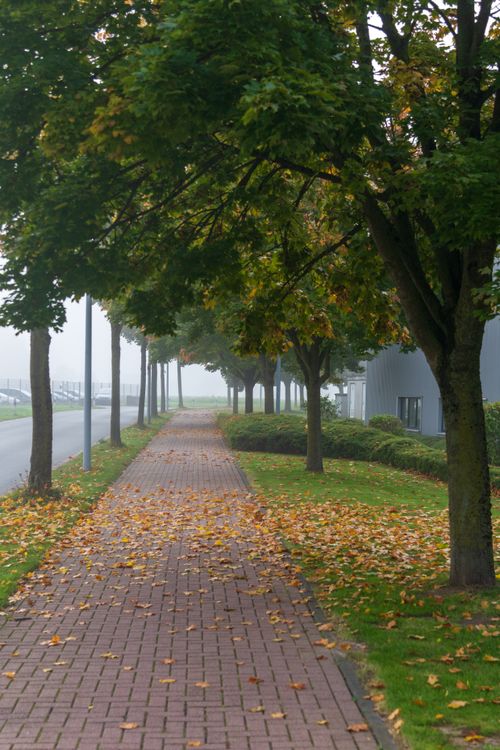Free Serene foggy pathway lined with trees and autumn leaves on a quiet day. Stock Photo