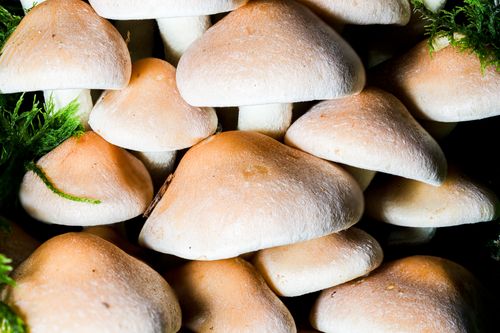 Free Detailed macro shot of mushrooms with moss, highlighting texture and nature's beauty. Stock Photo