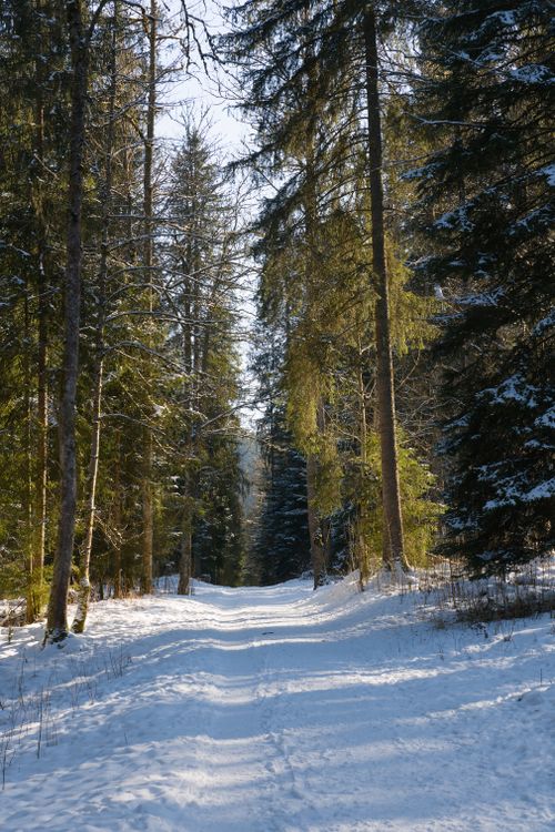 Free A serene snow-covered forest path illuminated by winter sunlight, surrounded by tall evergreens. Stock Photo