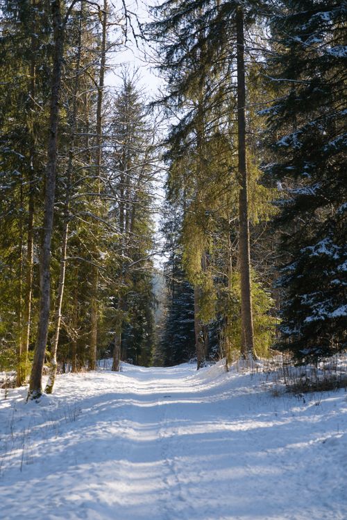 Free Snow-covered forest path in Jura, Switzerland, capturing serene winter beauty. Stock Photo