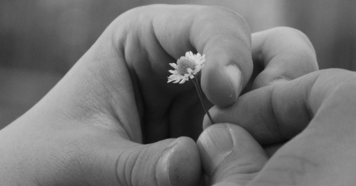 Free stock photo of black and white, flower, hands
