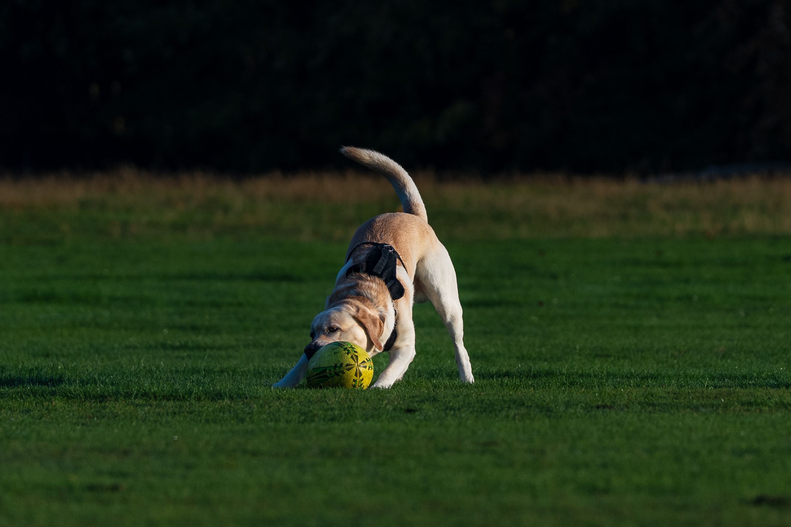 How Can a Miniature Labrador Improve Your Mental and Physical Health?