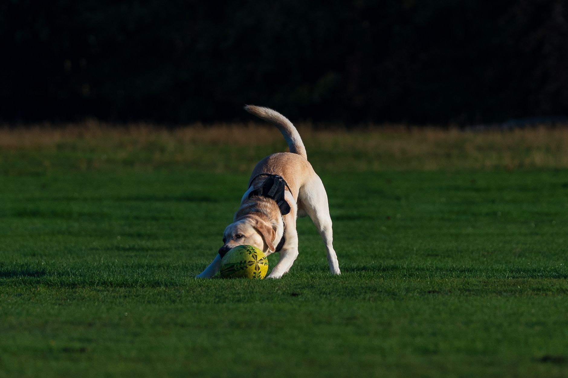 How Can a Miniature Labrador Improve Your Mental and Physical Health?