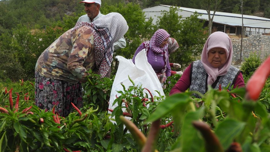 i̇mam bayıldı, kökleri osmanlı i̇mparatorluğu’na kadar uzanan bir yemektir. efsaneye göre, bir imamın yemeği tükettikten sonra bayılması, bu yemeğin adını almasına sebep olmuştur. patlıcanın, zeytinyağının ve aromatik baharatların birleşimi, yemeğin lezzetini artırırken, aynı zamanda besin değerini de yükseltir. zeytinyağlı yemekler, akdeniz mutfağının vazgeçilmez parçaları arasında yer alır ve sağlıklı yaşam tarzına katkıda bulunur. hakkında detaylı grafik