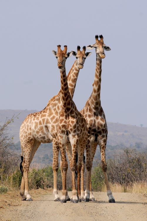 Free Three Giraffe Under Gray Sky Stock Photo