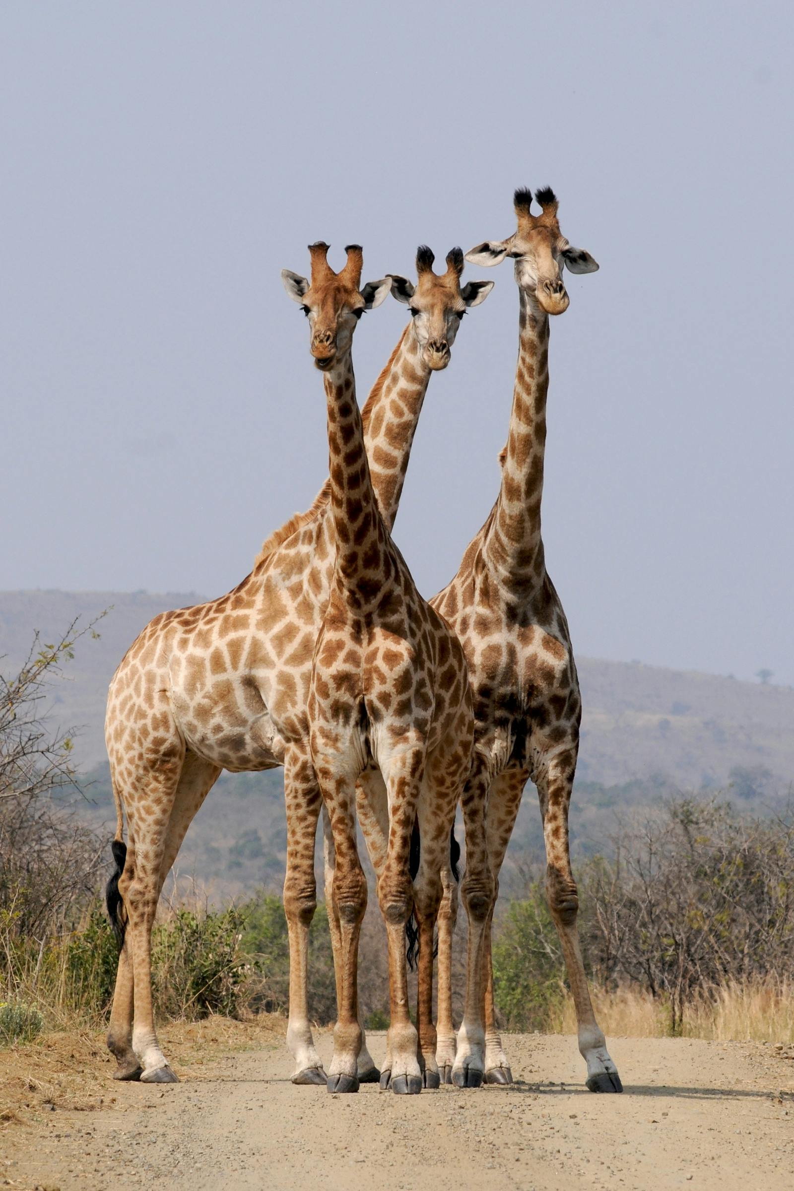 Animals photos download the best free animals stock photos hd images