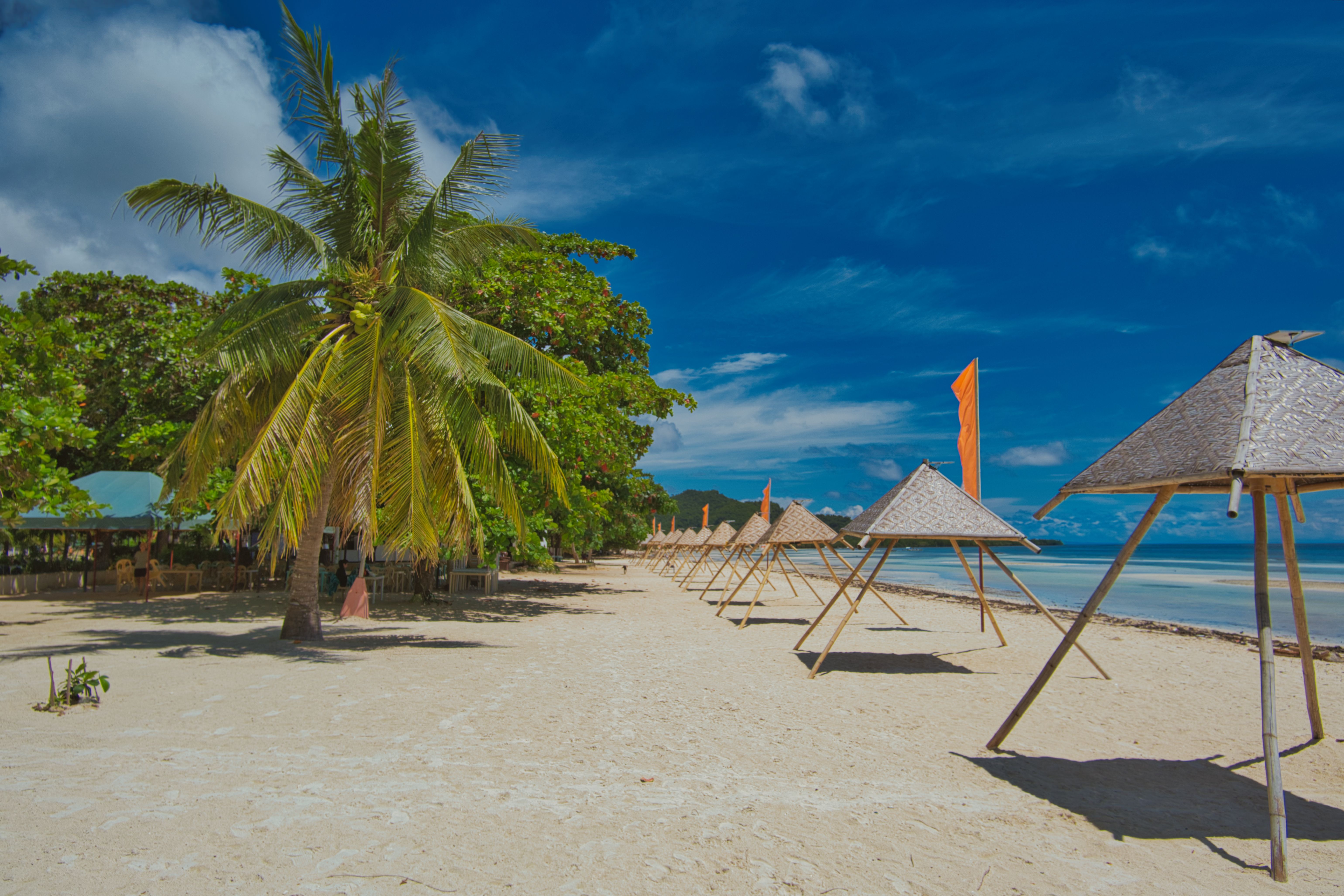 Sunny tropical beach with palm trees and umbrellas · Free Stock Photo