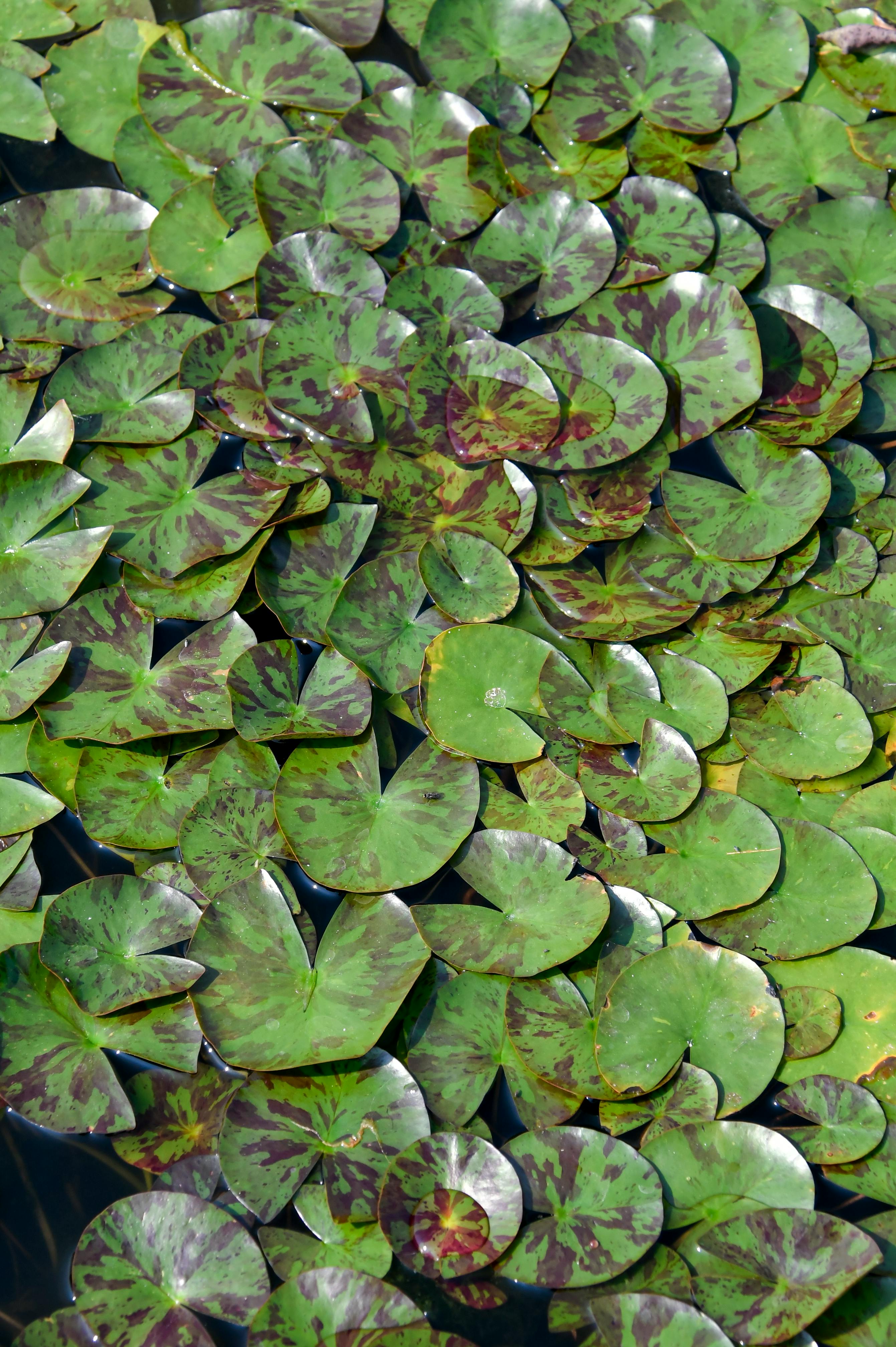 An overhead view of green and purple water lily pads floating calmly on water.
