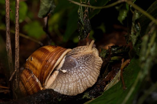 Detailed close-up of a Roman snail amidst green foliage, highlighting its textured shell and body.