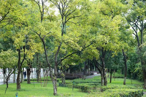 Free Tranquil park scene with lush trees and a pathway during early fall, perfect for relaxation. Stock Photo