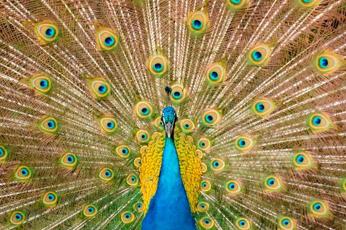 Free A vivid display of a male peacock showing its colorful tail feathers in vibrant detail. Stock Photo