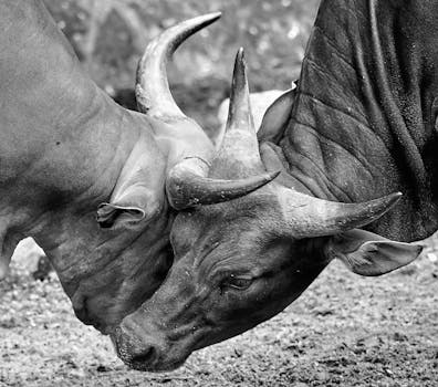 Black and white capture of two water buffaloes engaging in combat in Sarawak, Malaysia.