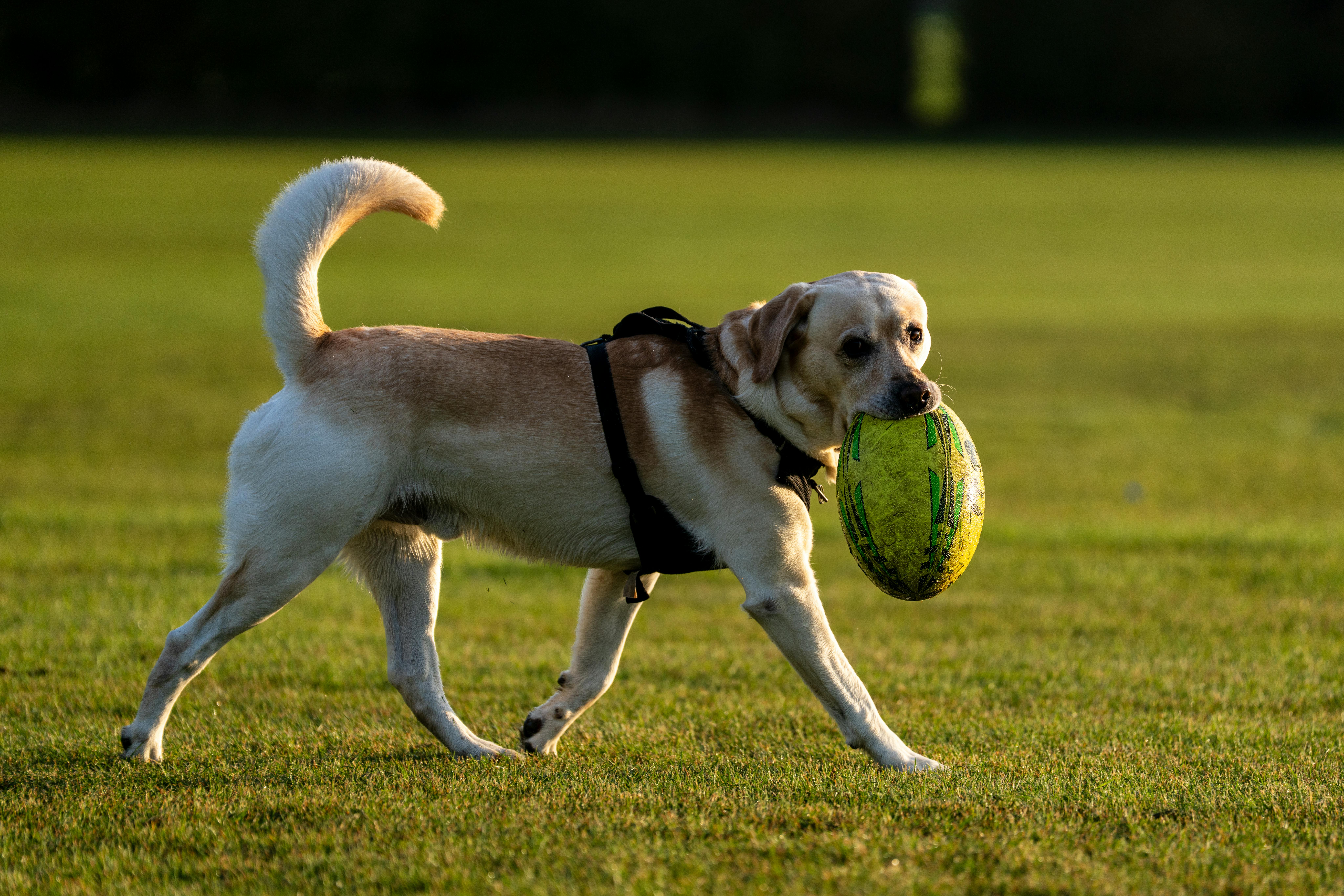 Labrador retriever playfully holds a green rugby ball in a sunlit open field.