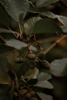 Dark and moody autumn leaves and acorns captured in a London forest setting.
