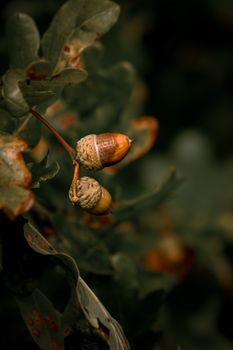 dark acorns oak