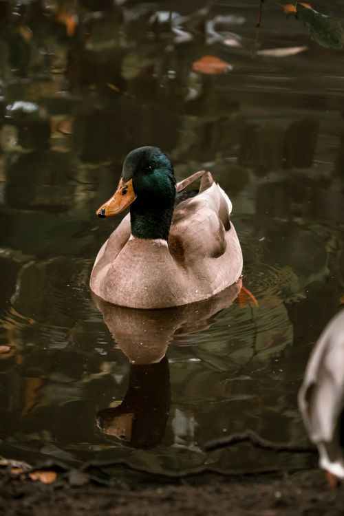 Free Captivating autumn scene of a mallard duck gliding on a reflective pond in London, England. Stock Photo